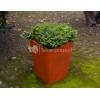 Calendula bloempot