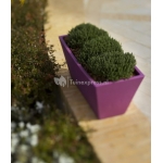 Jazmin bloempot Jazmin bloempot
