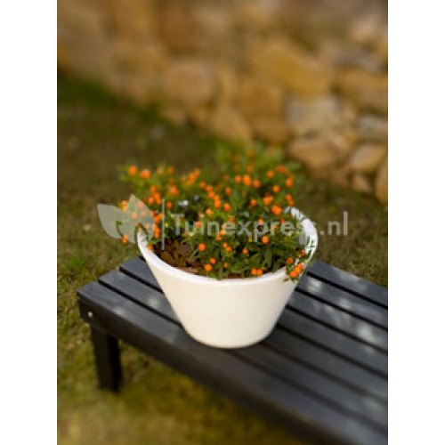 Lirio bloempot