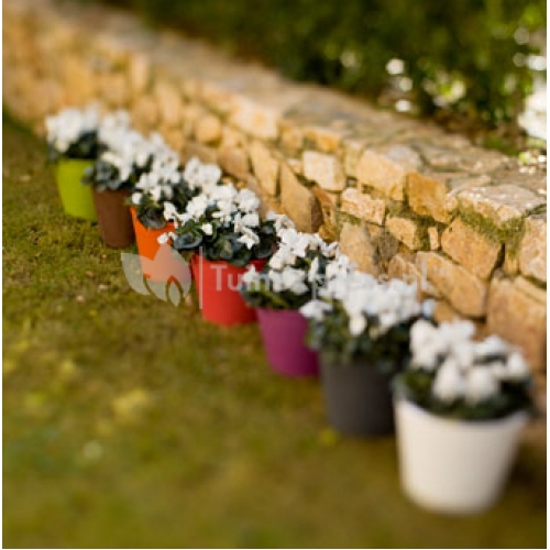 Petunia bloempot