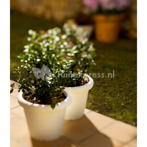 Rosa bloempot