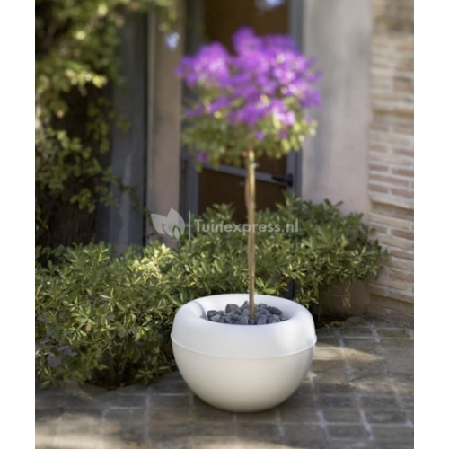 Tulipan bloempot