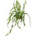 Epiphyllum zaagcactus anguliger S hangplant
