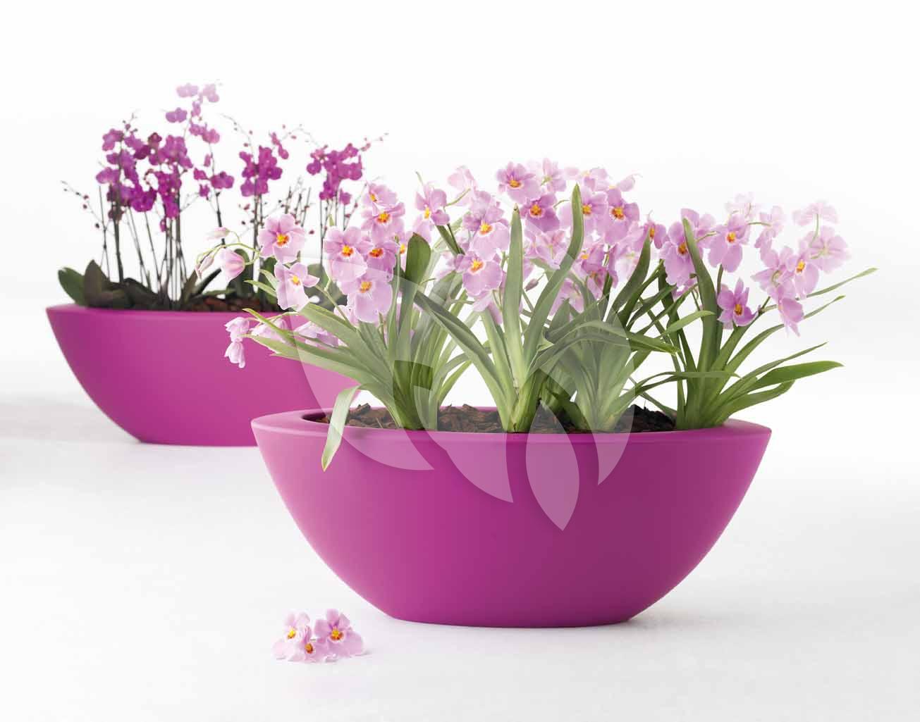 синие цветы в горшке. горшок под калибрахоа. гибискус в вазоне. Blumtastic purple калибрахоа. бегония элатиор сорта.