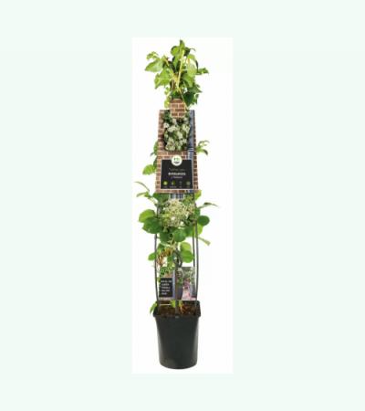 Klimhortensia (Hydrangea anomala "Petiolaris") klimplant 120 cm