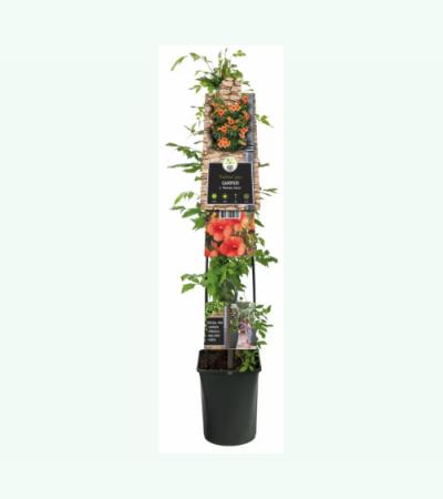 Oranje Trompetbloem (Campsis tagliabuana "Madame Galen") klimplant 120 cm