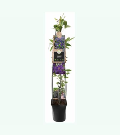Paarse bosrank (Clematis "The President") klimplant 120 cm