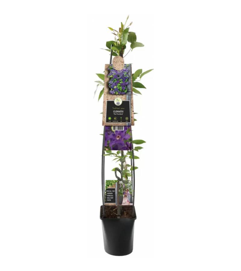 Paarse bosrank (Clematis "The President") klimplant 120 cm