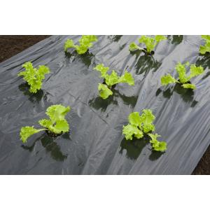 Afbeelding Nature Kweekfolie Sla - Groeifolie Gronddoek - 0.95x5 m Zwart Anti-Uv door Tuinexpress.nl