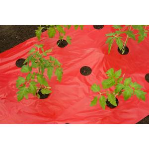 Afbeelding Kweekfolie voor tomaten 0.95 x 10 m door Tuinexpress.nl