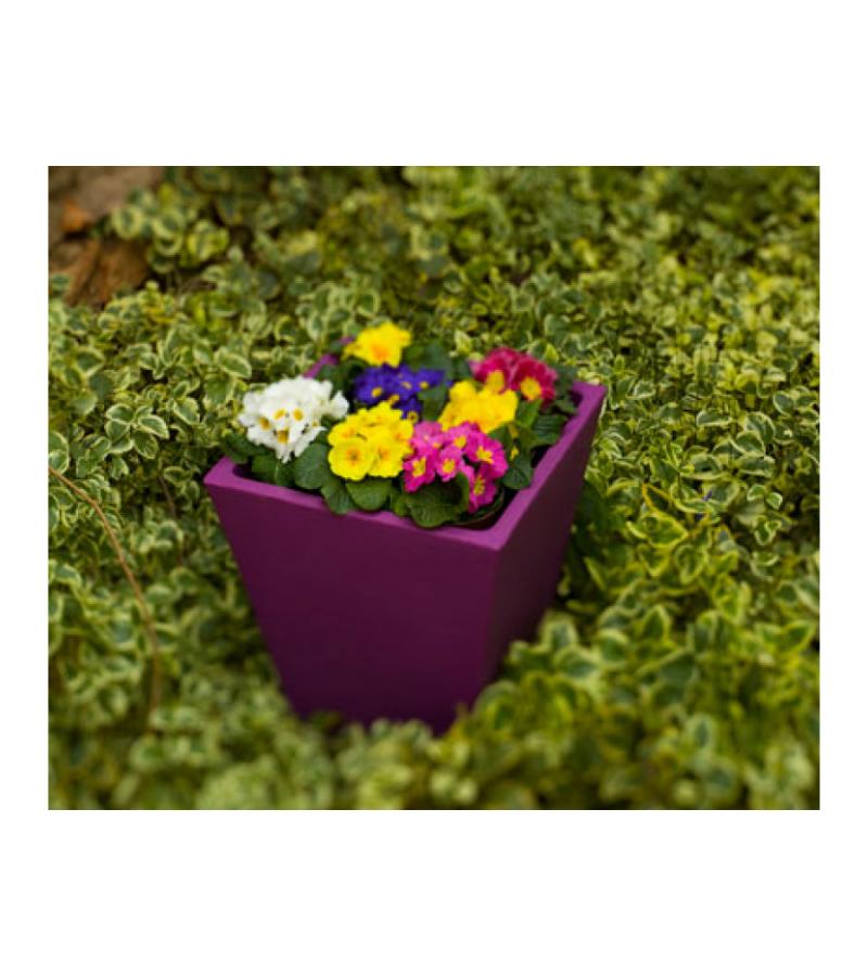 Camomila bloempot