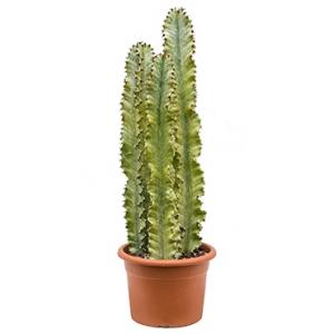 Dagaanbieding - Euphorbia cactus ingens marmorata trio kamerplant dagelijkse aanbiedingen
