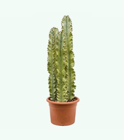 Euphorbia cactus ingens marmorata trio kamerplant