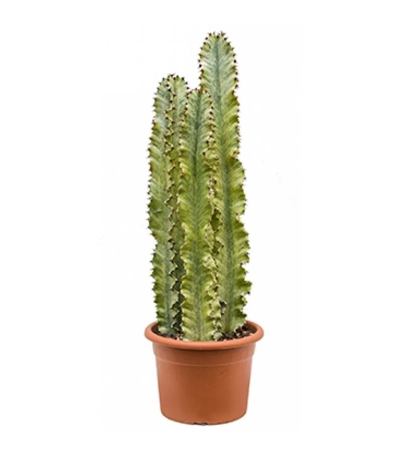 Euphorbia cactus ingens marmorata trio kamerplant