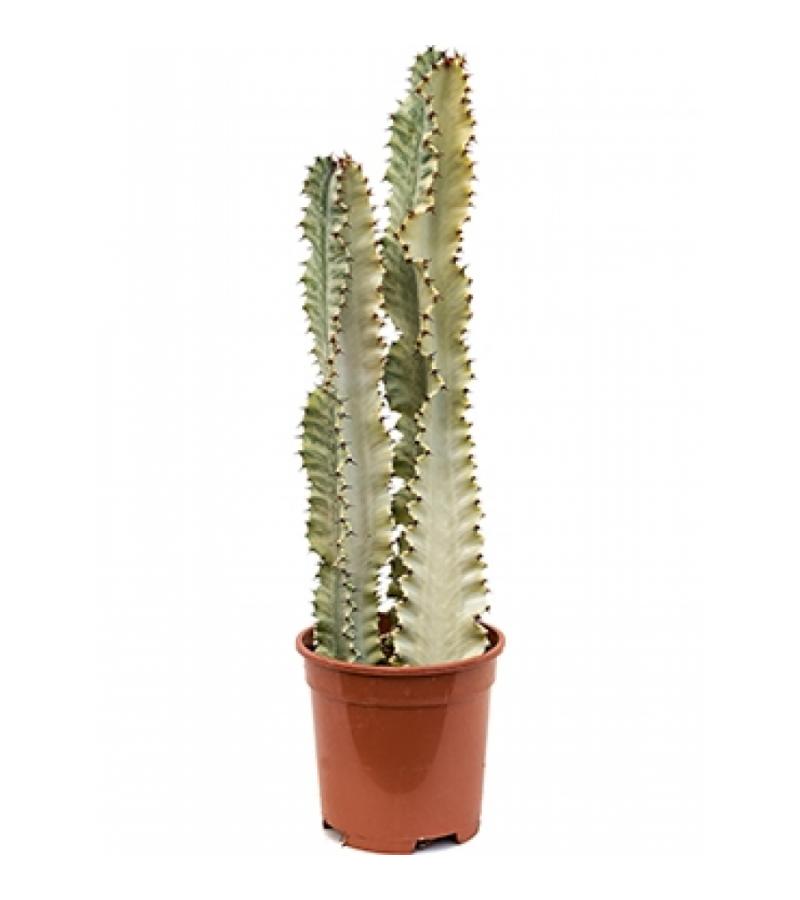 Euphorbia cactus ingens marmorata kamerplant