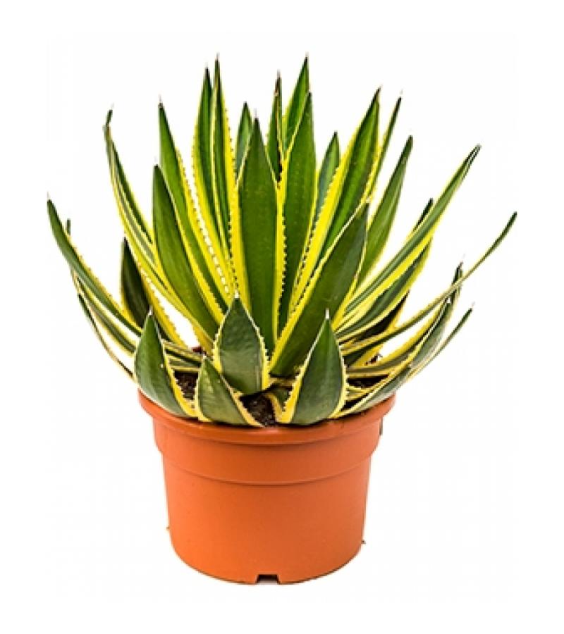 Agave lopantha M kamerplant