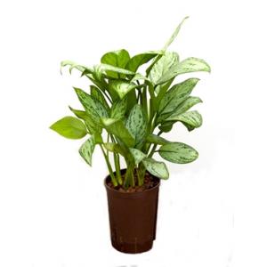 Aglaonema christina S hydrocultuur plant