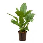 Aglaonema freedman S hydrocultuur plant