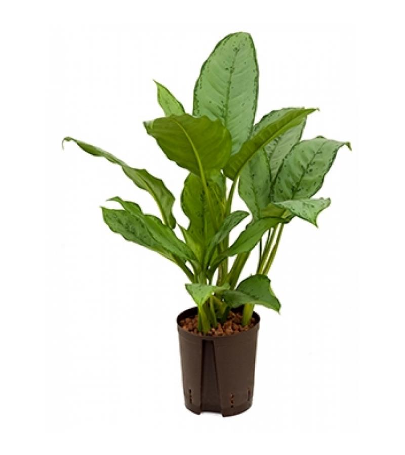 Aglaonema freedman S hydrocultuur plant