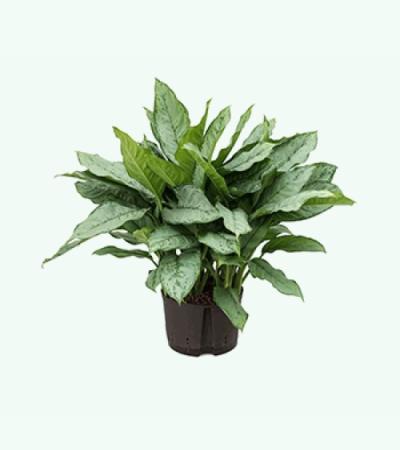 Aglaonema freedman L hydrocultuur plant