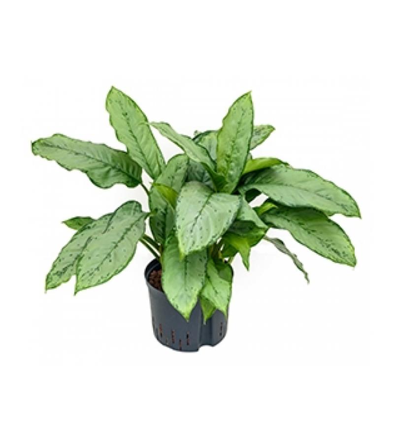 Aglaonema freedman M hydrocultuur plant