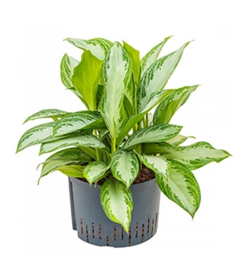 Aglaonema silver bay XL hydrocultuur plant