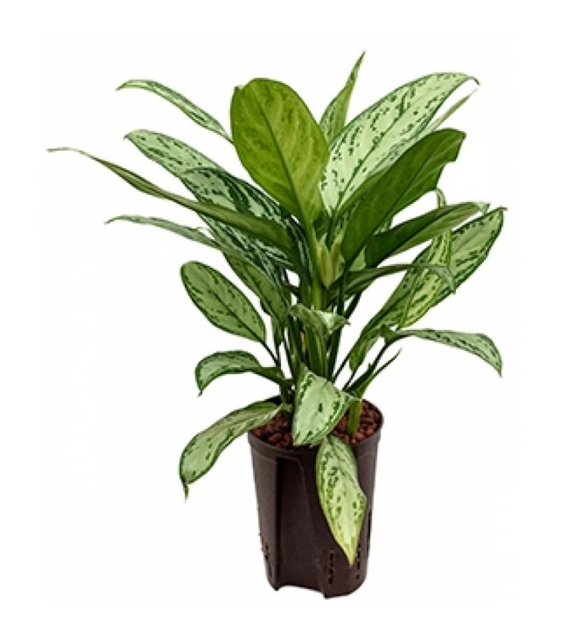 Aglaonema silver king hydrocultuur plant