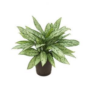 Aglaonema silver queen hydrocultuur plant