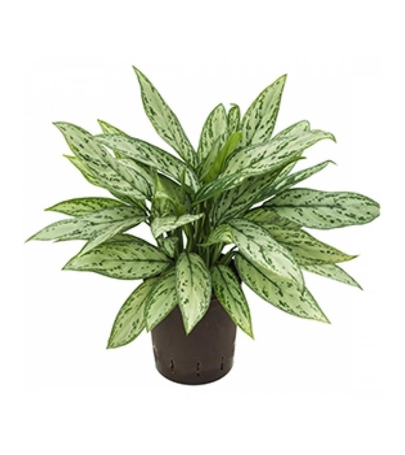 Aglaonema silver queen hydrocultuur plant