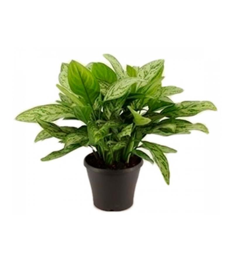 Aglaonema silver queen M kamerplant