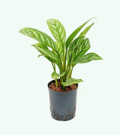 Aglaonema stripes S hydrocultuur plant