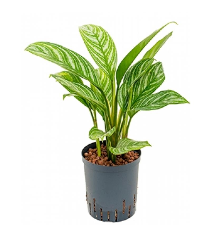 Aglaonema stripes S hydrocultuur plant