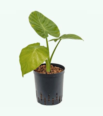 Alocasia calidora hydrocultuur plant