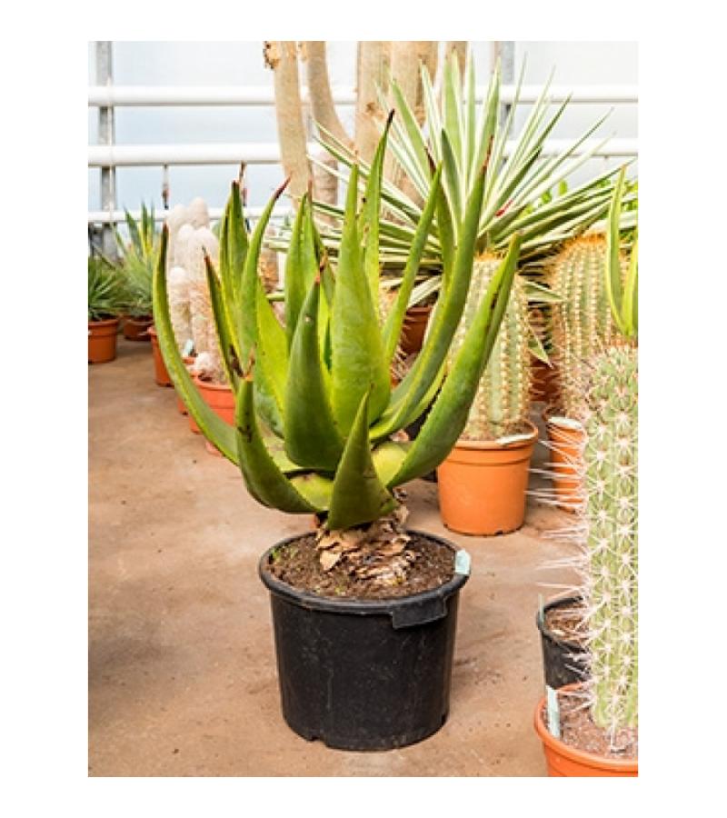 Aloe alooides kamerplant