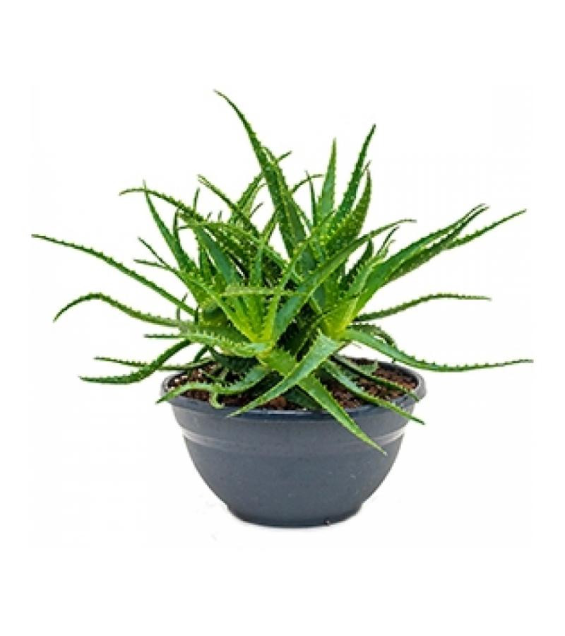 Aloe arborescens M kamerplant