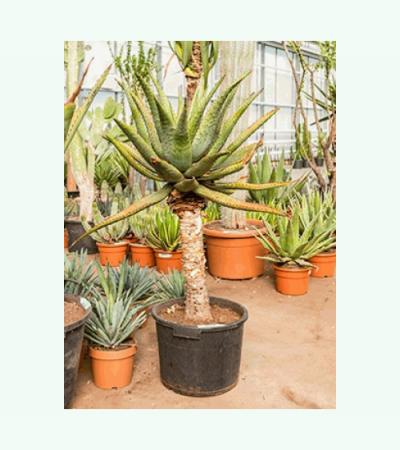 Aloe ferox kamerplant