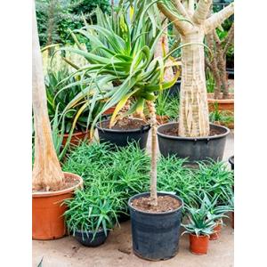 Aloe pluridens africana kamerplant