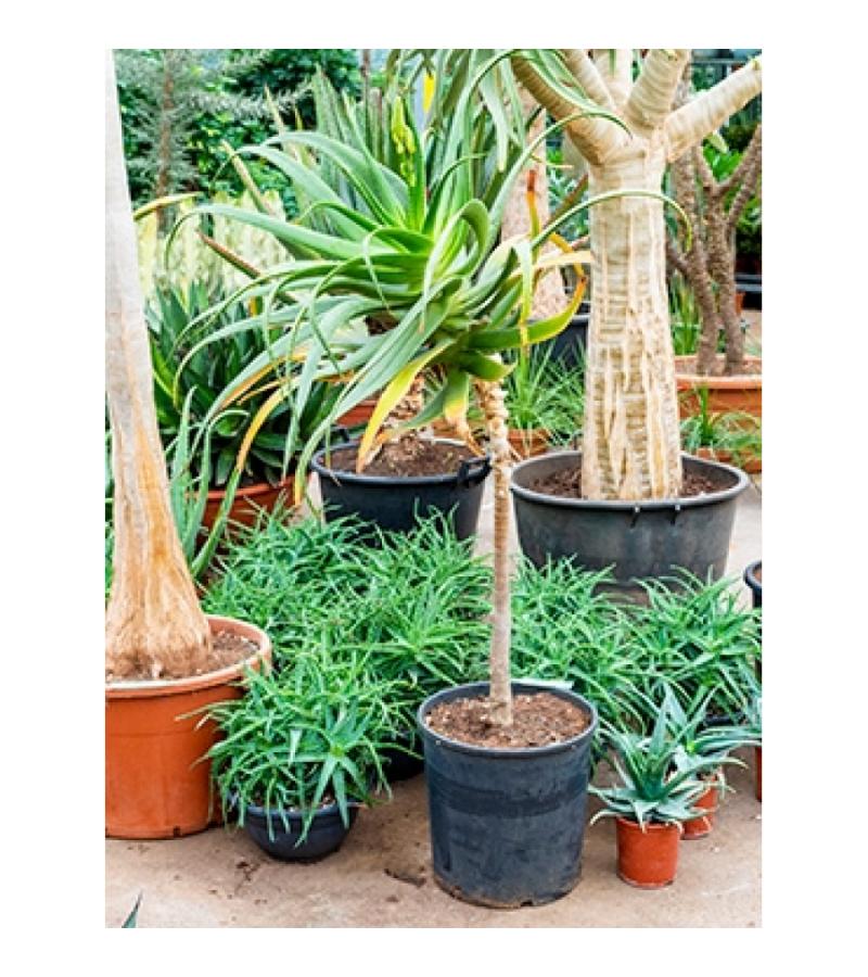 Aloe pluridens africana kamerplant