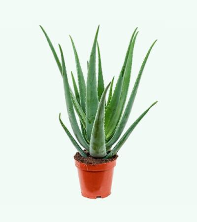 Aloe vera barbadensis S kamerplant