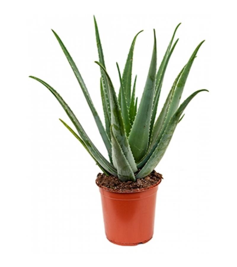 Aloe vera barbadensis M kamerplant