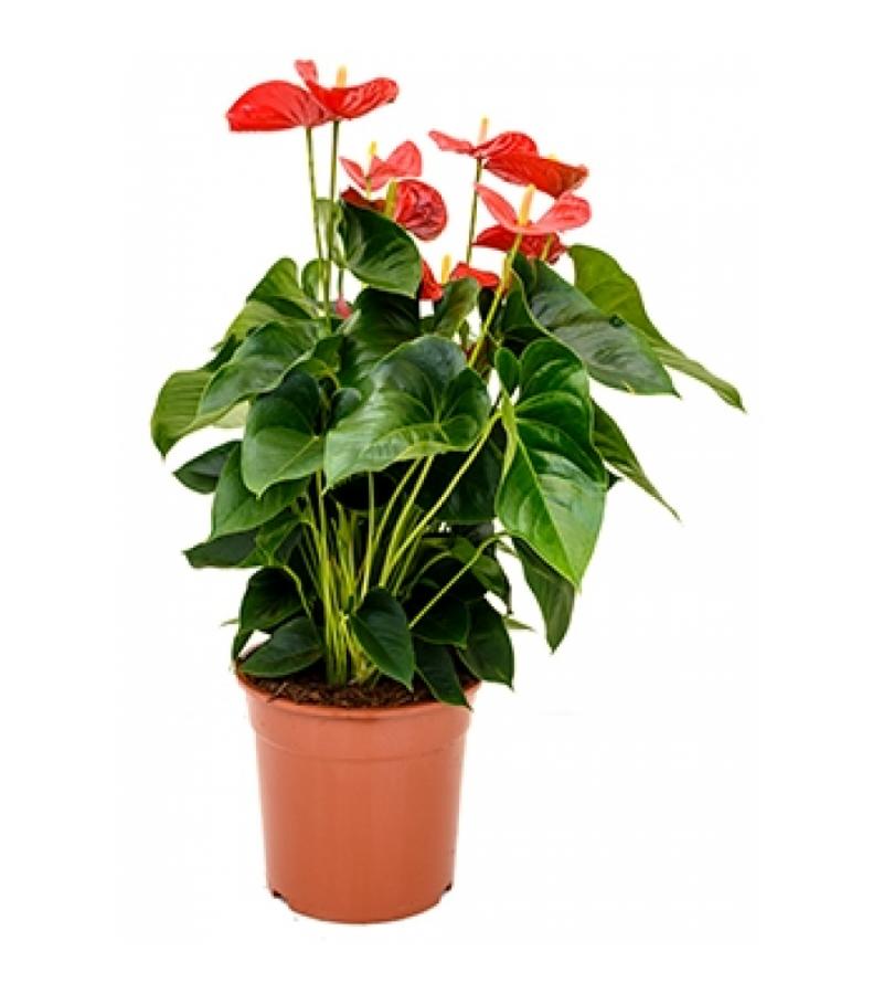 Anthurium andreanum sierra M kamerplant