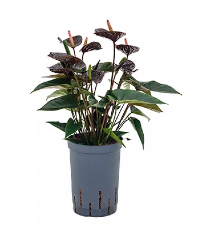 Anthurium black hydrocultuur plant
