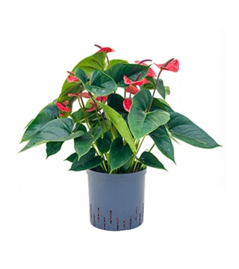 Anthurium dark red hydrocultuur plant