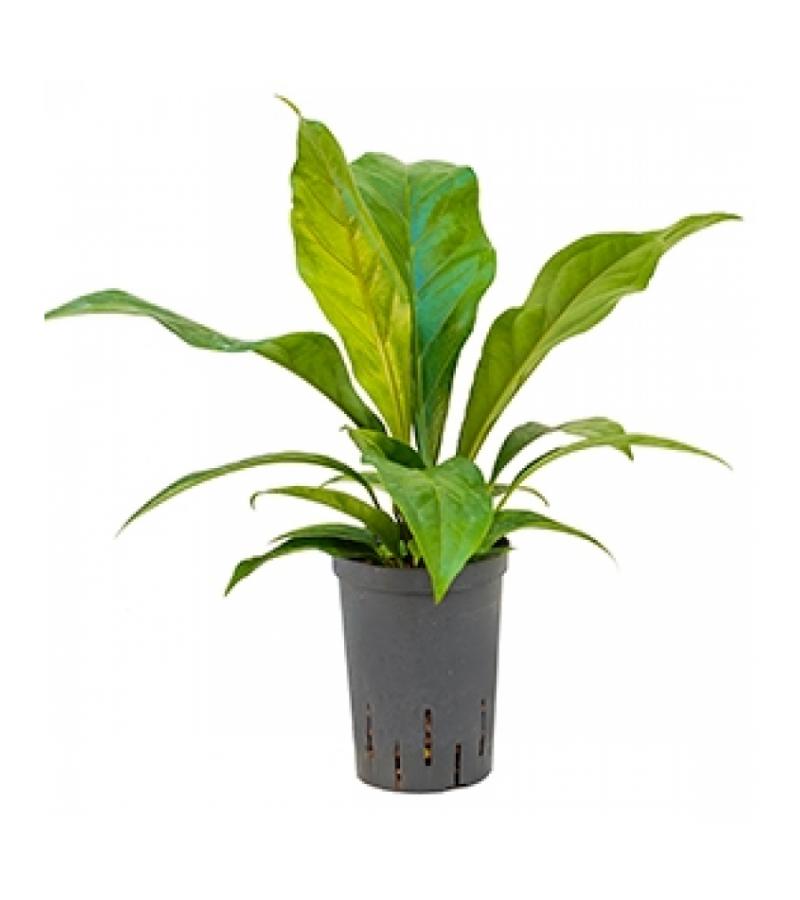 Anthurium jungle bush XS hydrocultuur plant