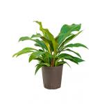 Anthurium jungle bush S hydrocultuur plant