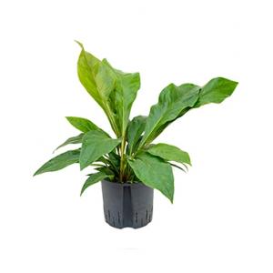 Anthurium jungle bush M hydrocultuur plant