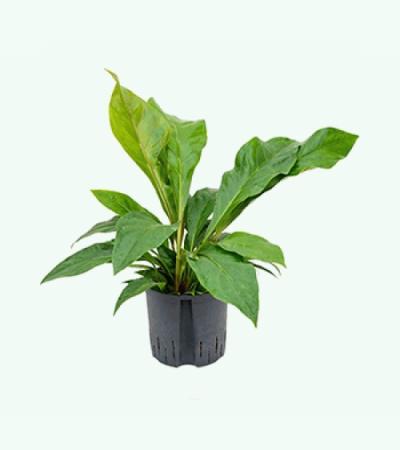 Anthurium jungle bush M hydrocultuur plant