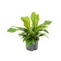 Anthurium jungle bush L hydrocultuur plant