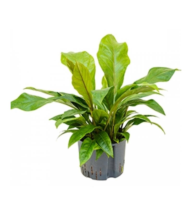 Anthurium jungle bush L hydrocultuur plant