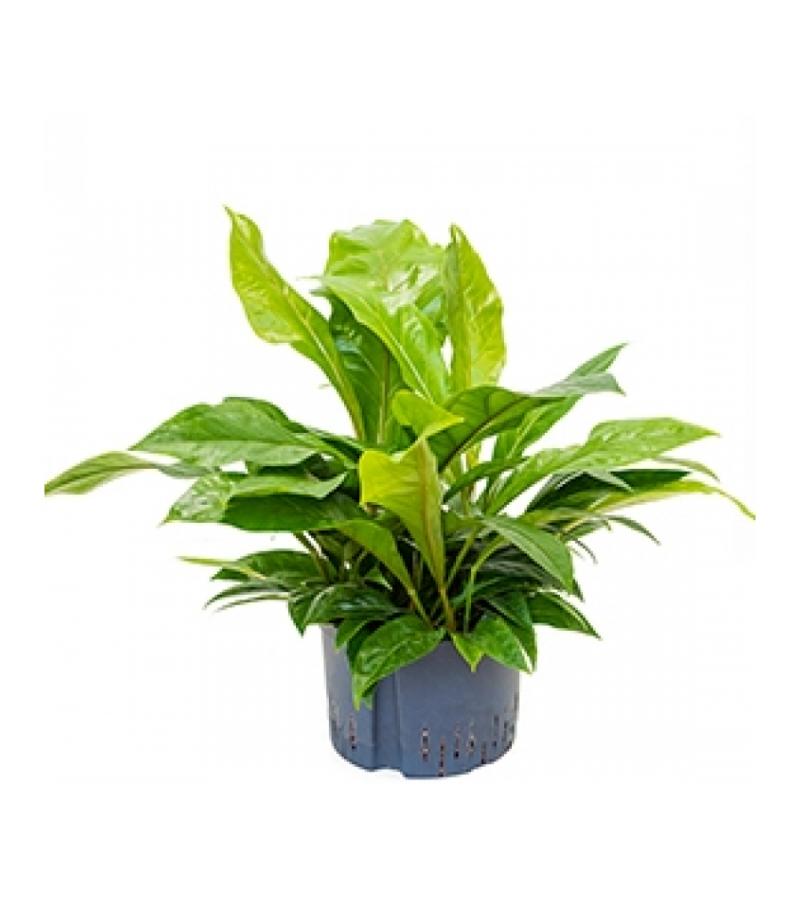 Anthurium jungle bush XL hydrocultuur plant